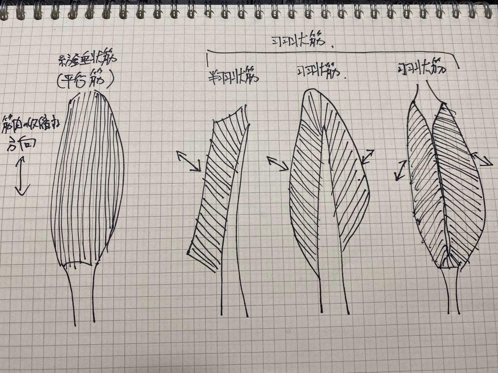 保存版 紡錘状筋 平行筋 と羽状筋の違いと特徴 筋トレ村