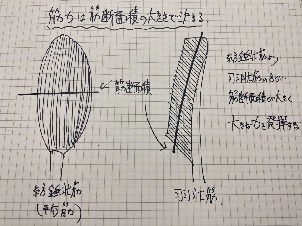 保存版 紡錘状筋 平行筋 と羽状筋の違いと特徴 筋トレ村