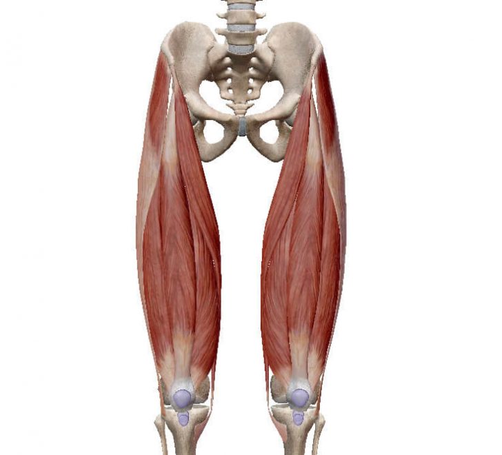 筋トレで役立つ 内側広筋 外側広筋 大腿直筋 中間広筋の解剖学 起始と停止 パクチー大原のブログ